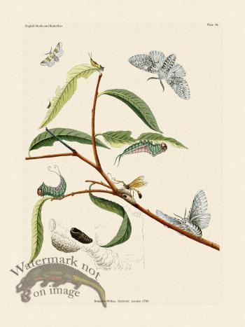 Wilkes Butterflies 034